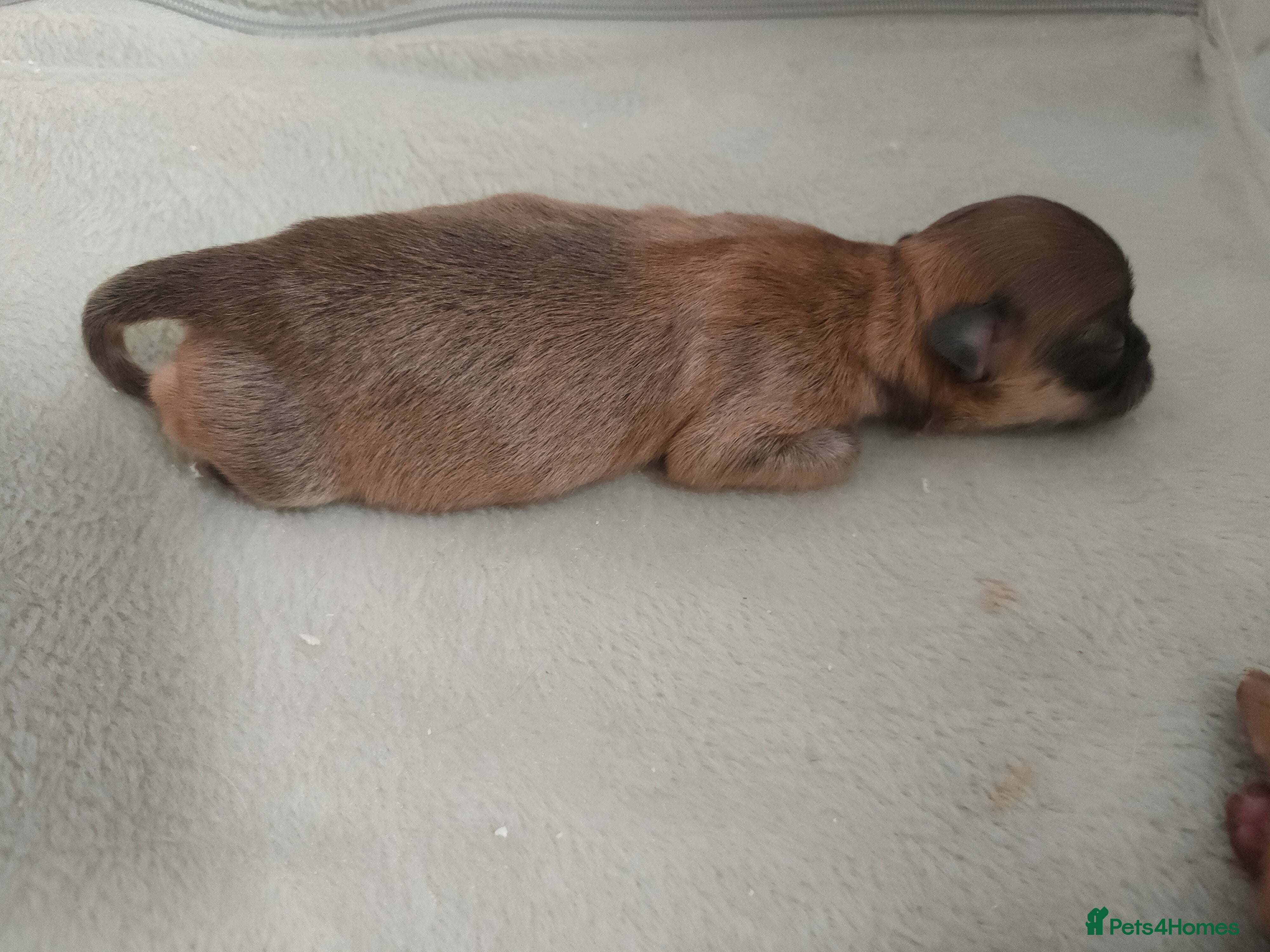 Chihuahua dogs Two stunning litters of long coat chihuahua pups - Advert 2