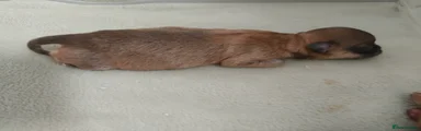 Chihuahua 6