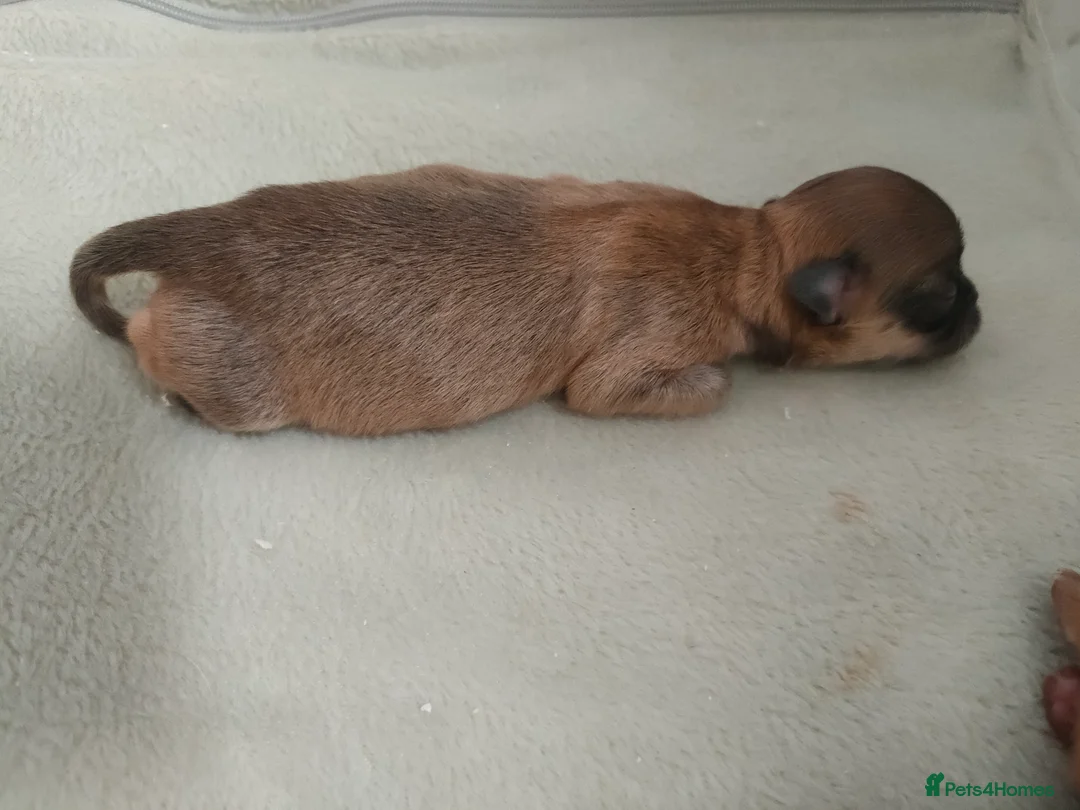 Chihuahua dogs for sale: Two stunning litters of long coat chihuahua pups - Advert 2