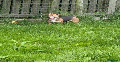 Jack Russell dogs - Advert 3