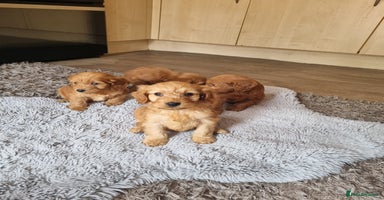 Cockapoo dogs - Advert 7