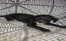 Mixed Breed dogs for sale: 8 cocker spaniel mixed breed puppy's  - Image 3