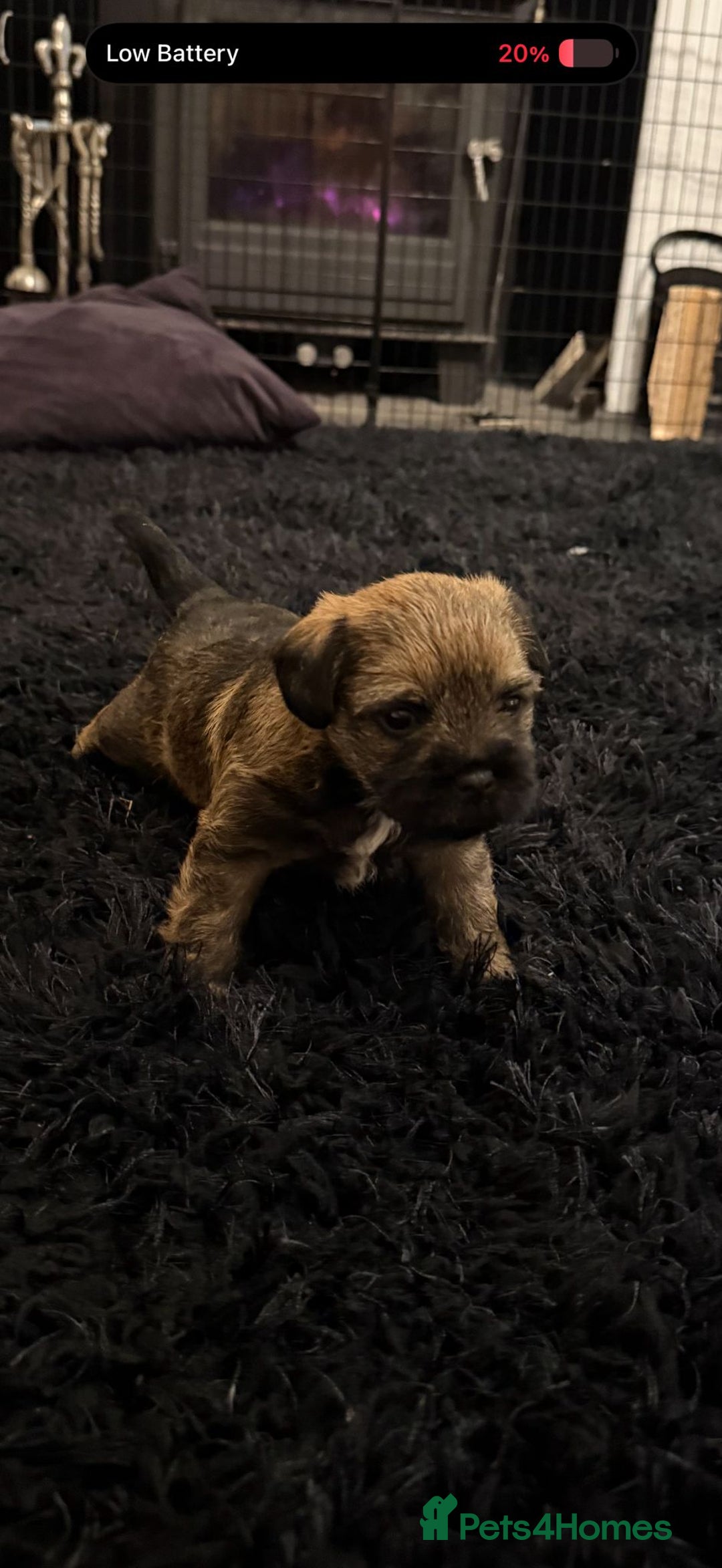 Border Terrier dogs for sale: Beautiful boarder terrier  - Advert 7