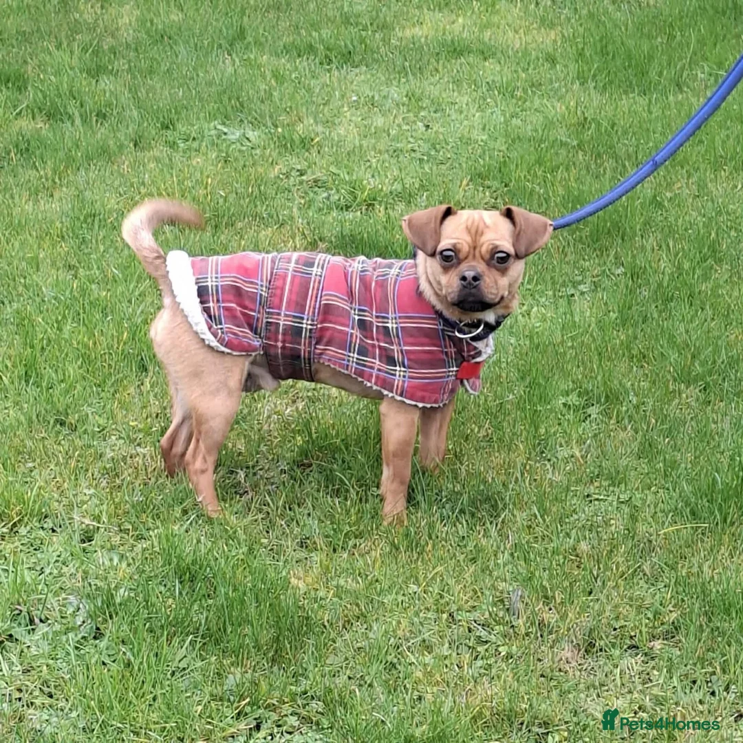 Mixed Breed dogs for adoption: Searcher - Fakenham Norfolk  - Advert 9