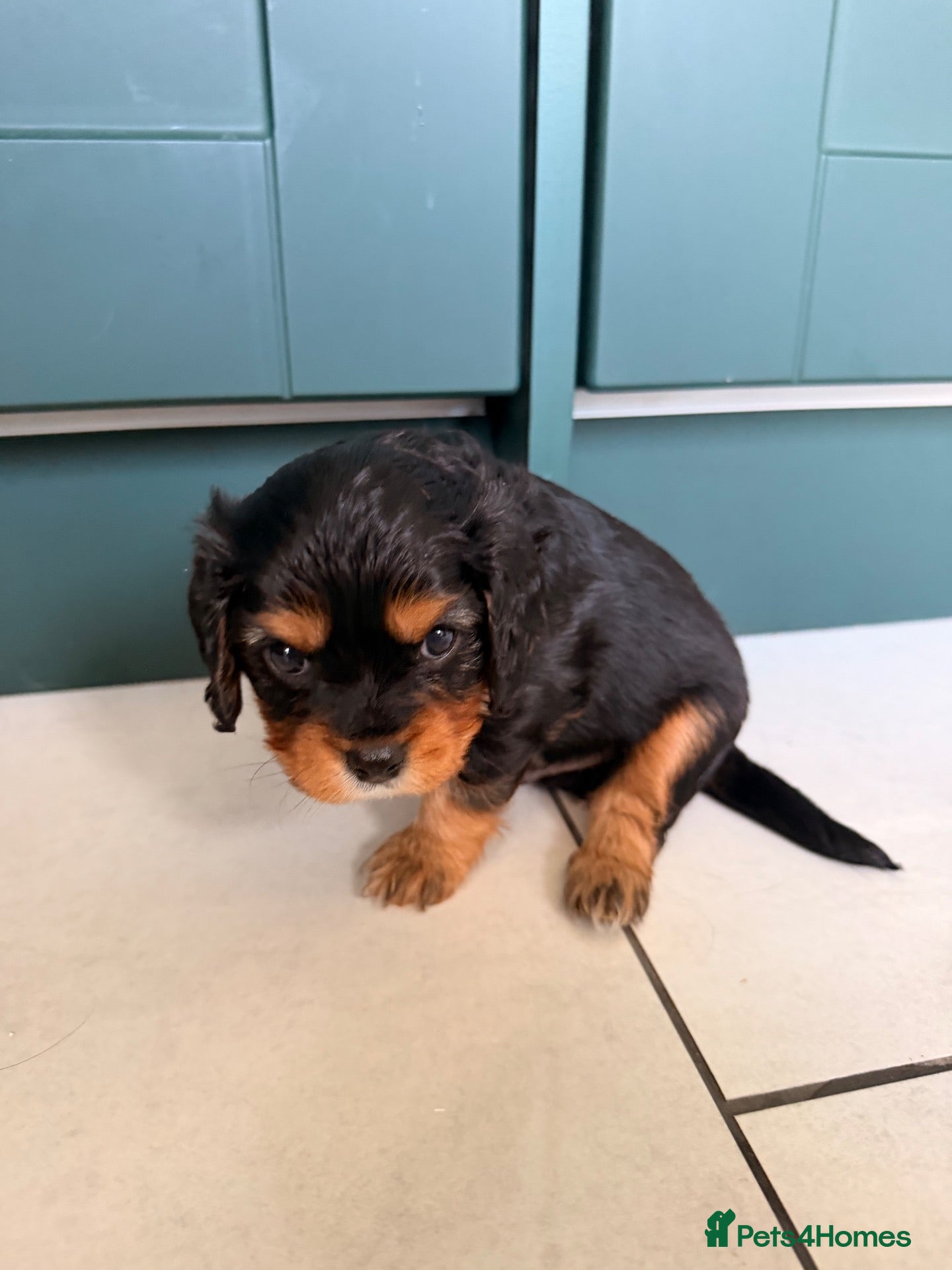 Cavapoochon dogs Cavalier King Charles Spaniel / Cavapooshon pups - Advert 2