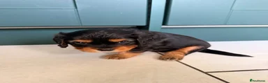 Cavapoochon 3