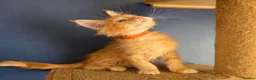 Maine Coon cats for sale: Tica MaineCoon  - Advert 13