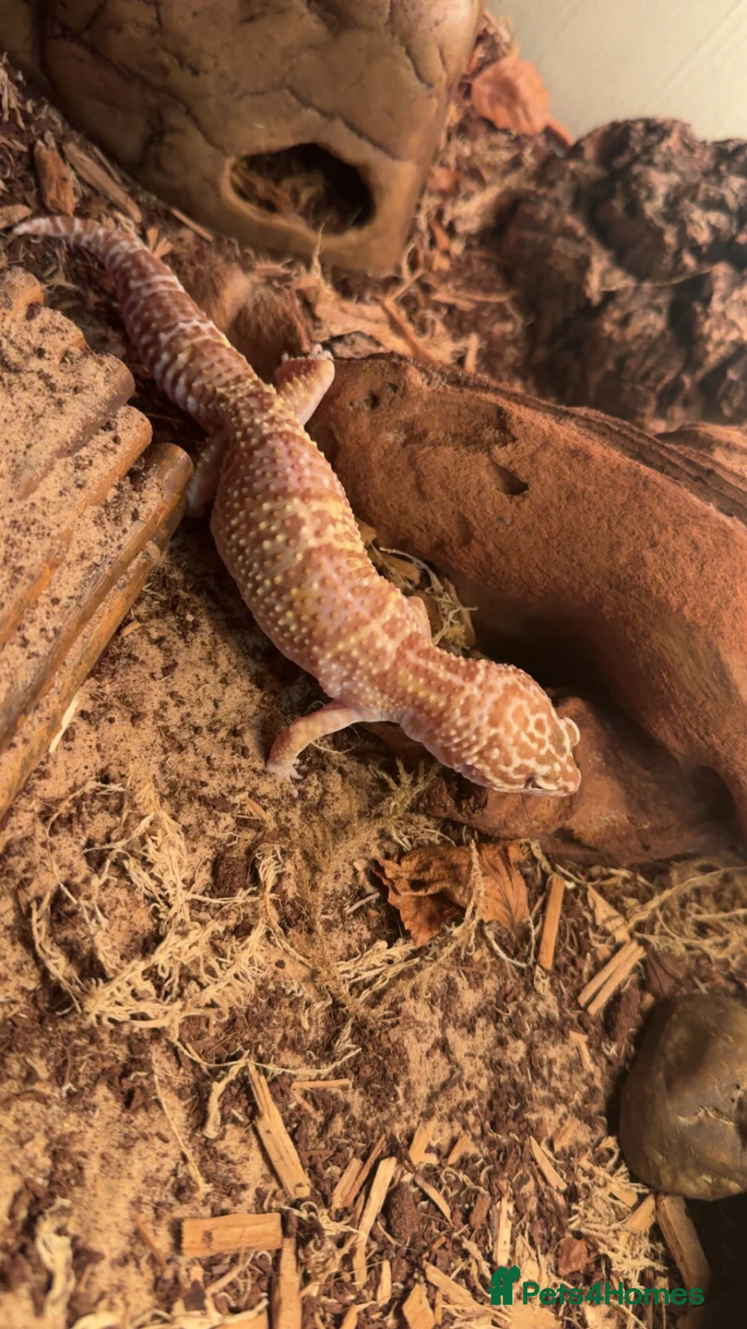 Leopard Gecko reptiles for sale: Leopard gecko with enclosure  in Durham - Advert 2