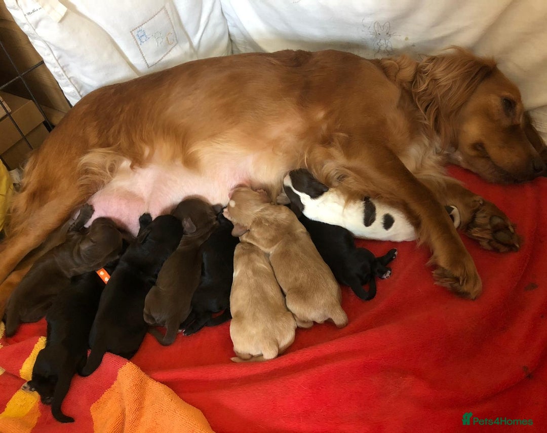 Cocker Spaniel dogs for stud: Champion Bred KC Cocker Spaniel & ALL Health Tests in Cranbrook - Image 18