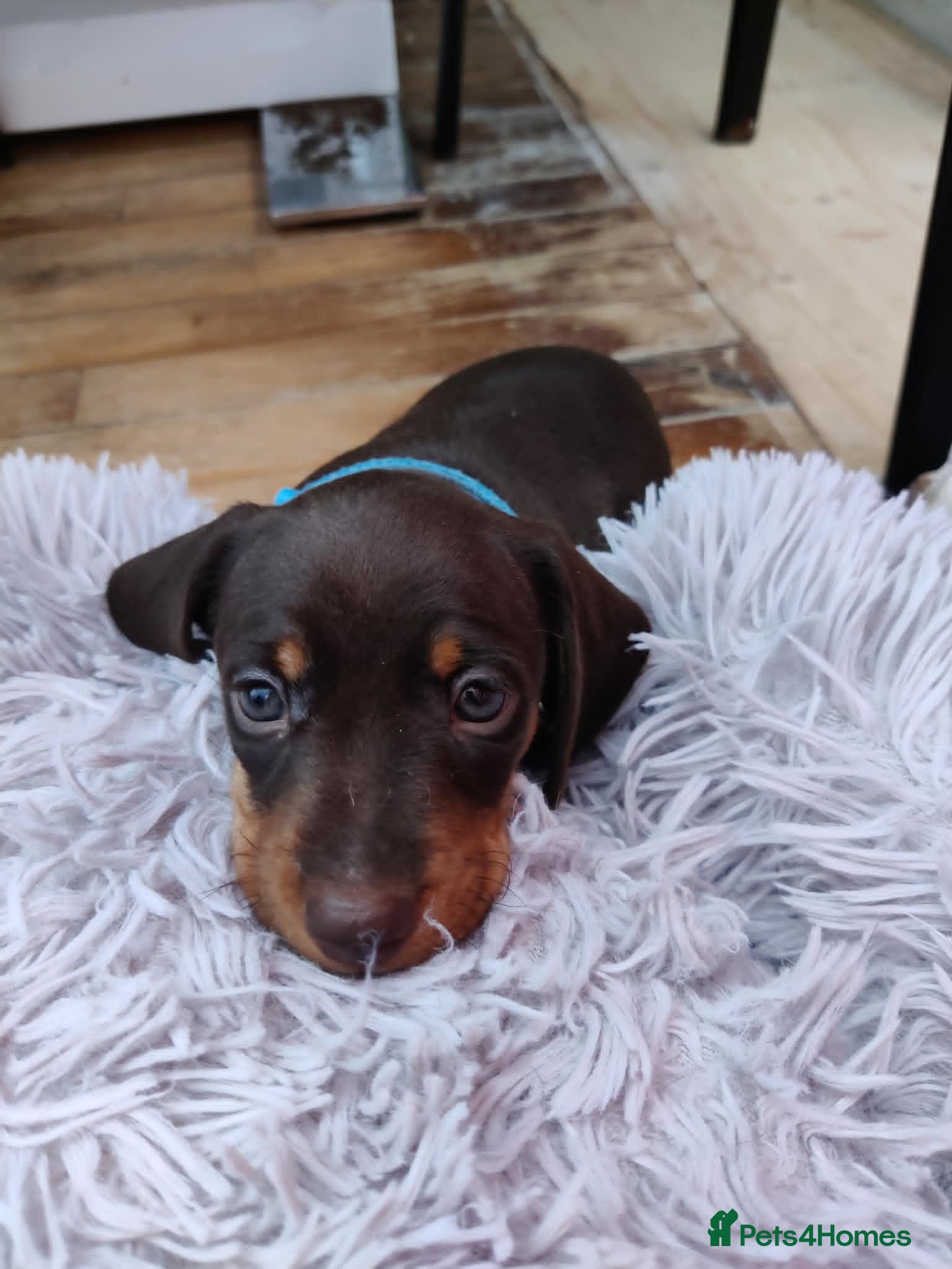 Miniature Dachshund dogs Beautiful home-reared Miniature Dachshund Puppies - Advert 2