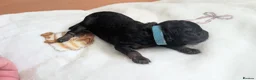 Jackapoo dogs for sale: FB1 jackapoo puppies 3 Remaining  in Stanley - Advert 8
