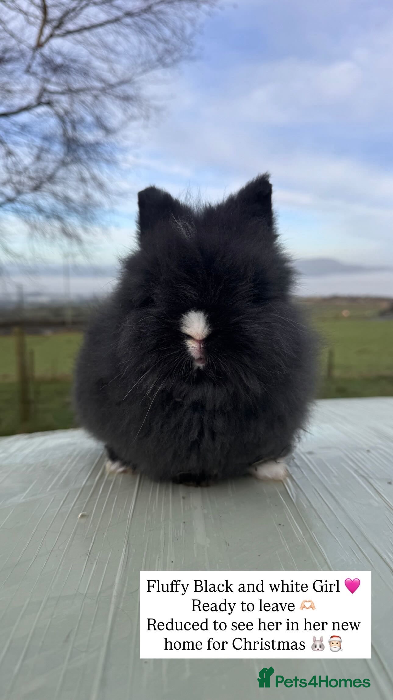 Lionhead rabbits Beautiful double maned Lionhead buns 🫶🏻 🐰  - Advert 6