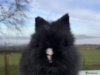 Lionhead rabbits Beautiful double maned Lionhead buns 🫶🏻 🐰 - Advert 6