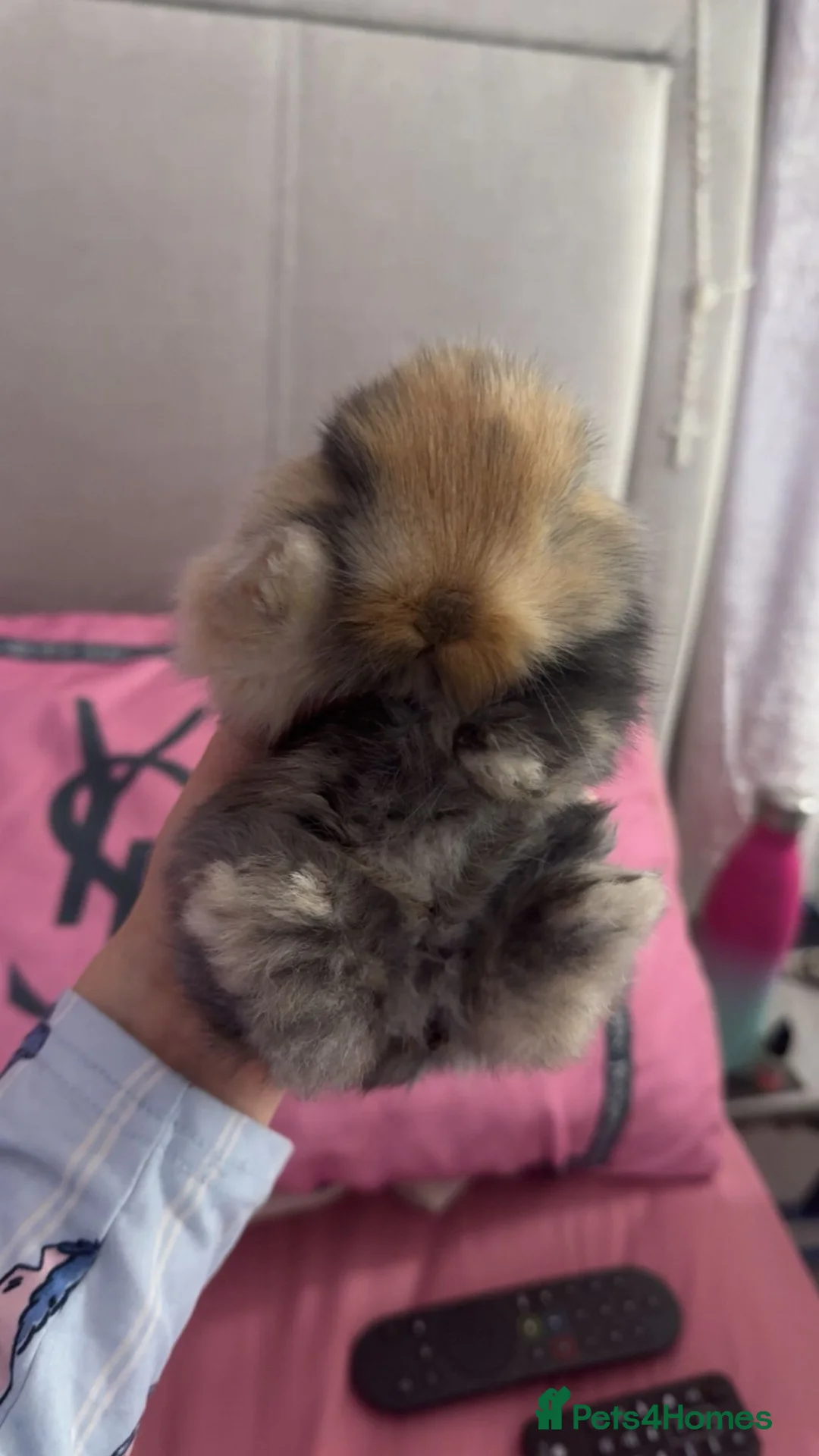 Mini Lion Lop rabbits for sale: Mini lion lop - Advert 3