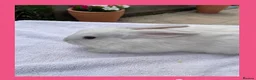 Smoke Pearl rabbits for sale: Smoked pearl x plush babies  in Wolverhampton - Advert 8