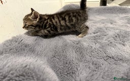 Mixed Breed cats for sale: Mixed kittens 4 males  - Image 17