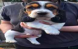 Basset Hound dogs for sale: Beautiful Basset Hound puppies for sale  - Image 15