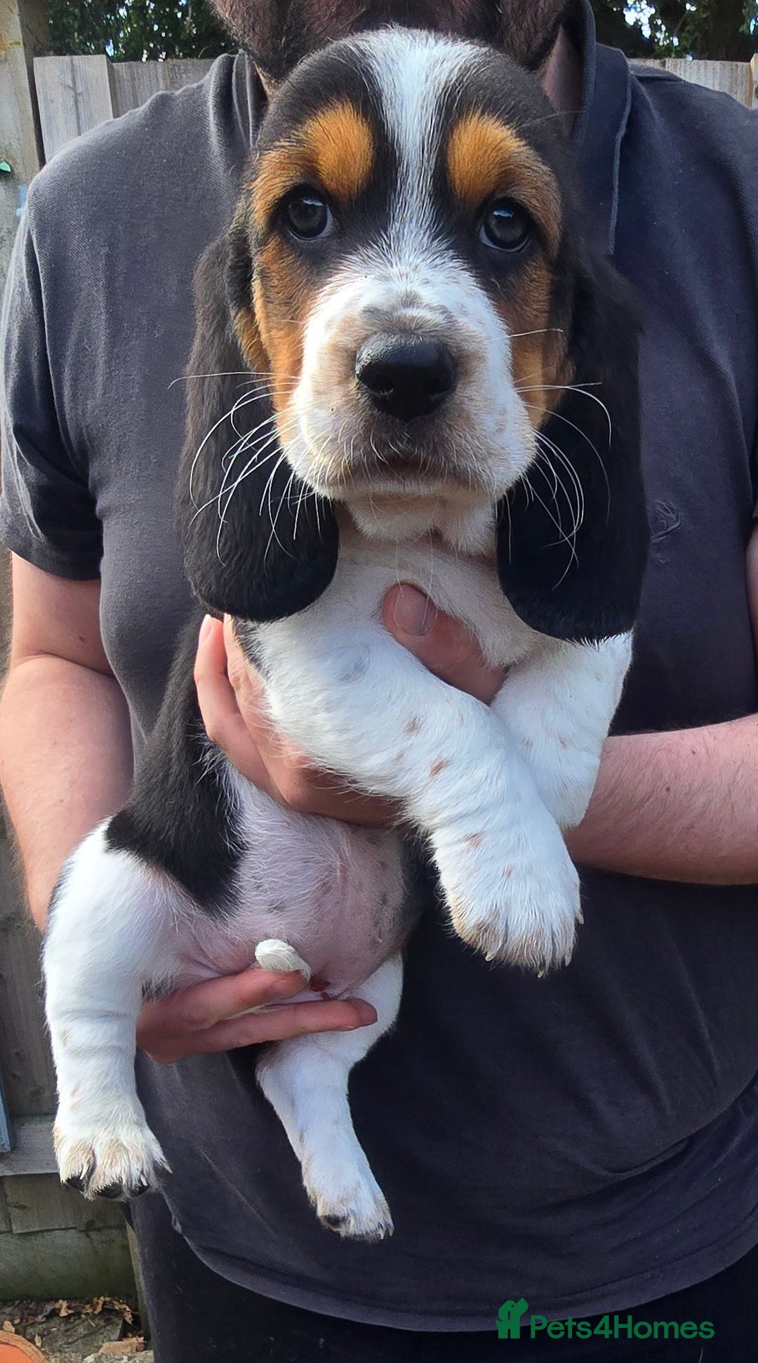 Basset Hound dogs for sale: Beautiful Basset Hound puppies for sale  - Image 15