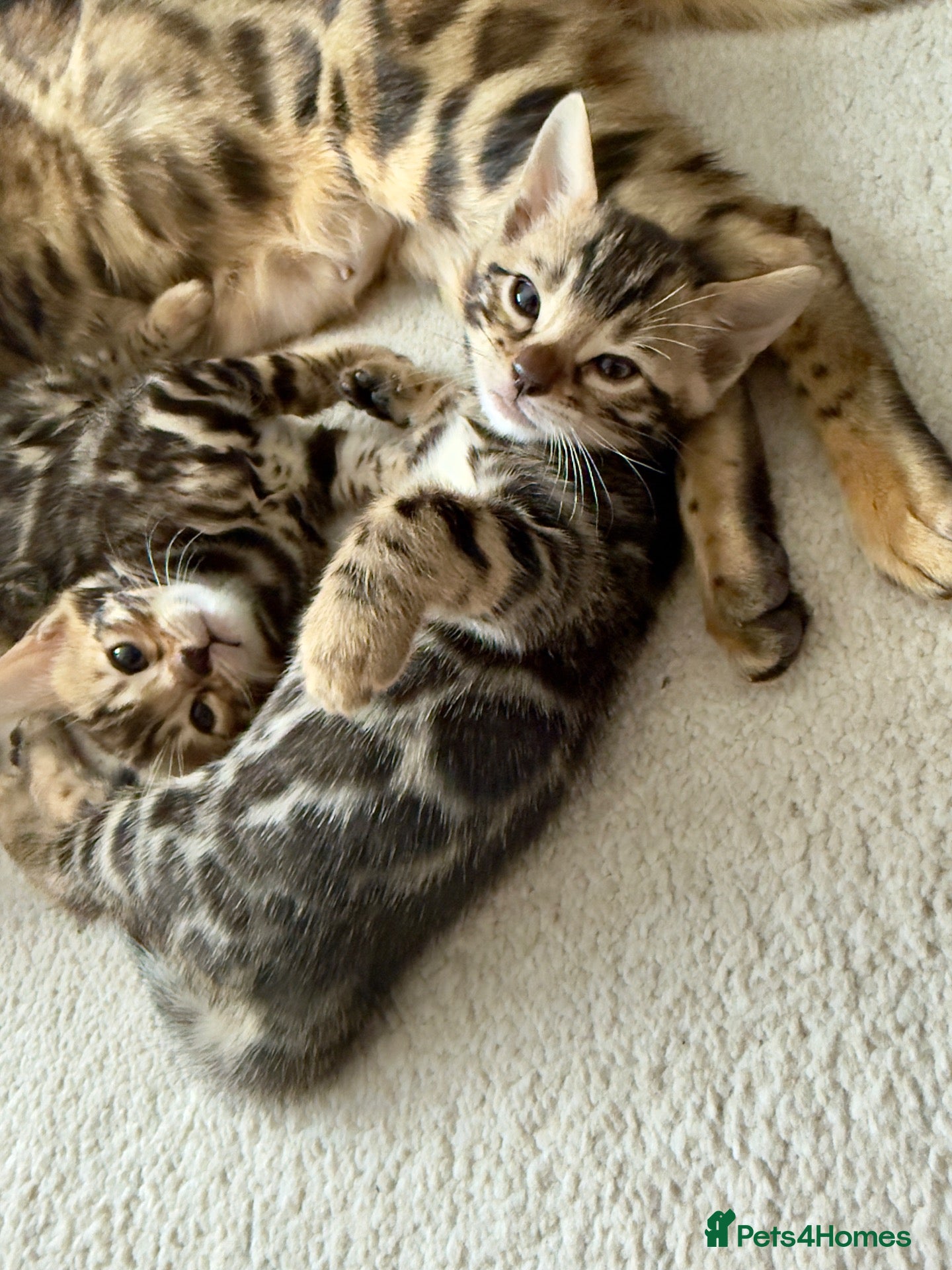 Bengal cats 🐆 Outstanding Little Leopards🐆  - Advert 2