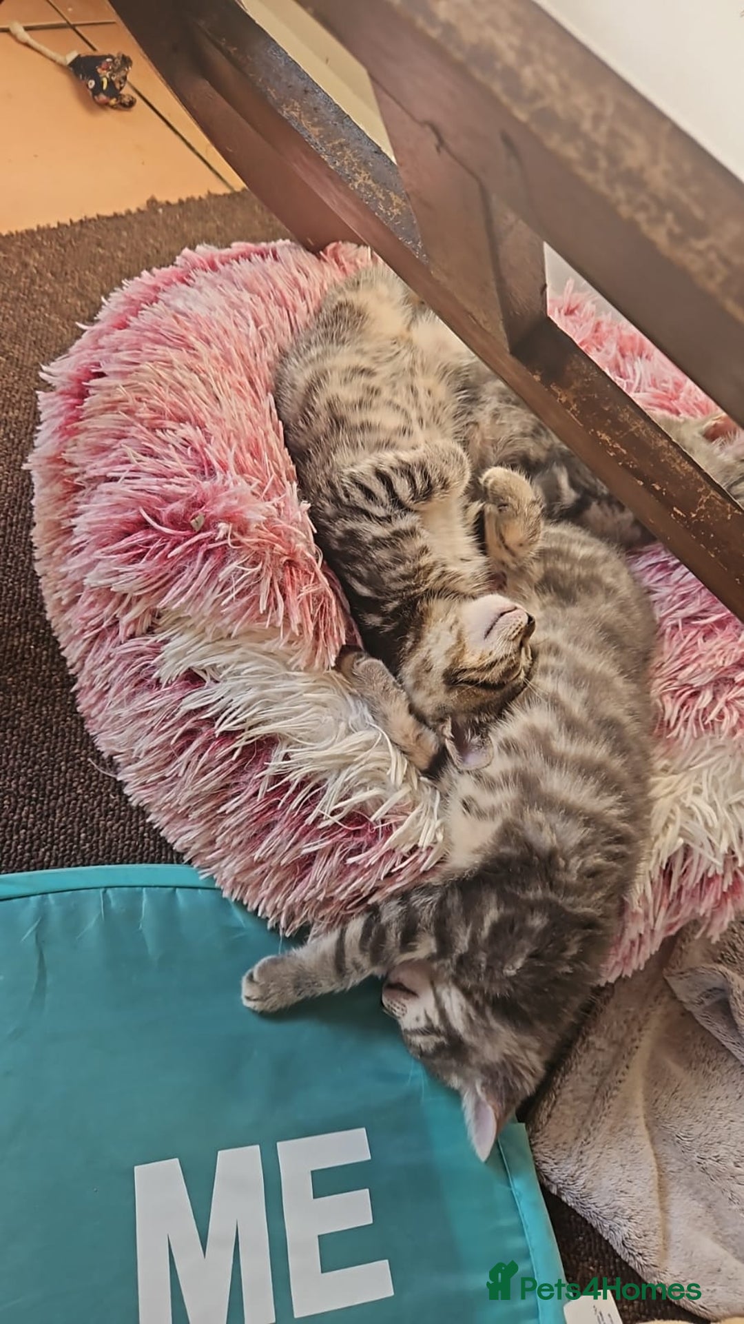 Domestic Shorthair cats for sale: Kittensss - Image 19