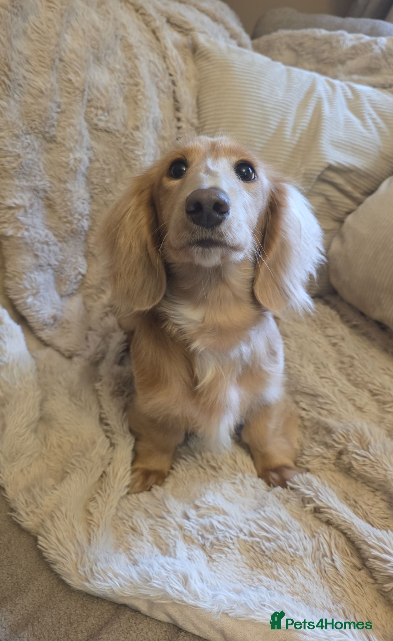 Miniature Dachshund dogs Miniature dachshund male - Advert 5