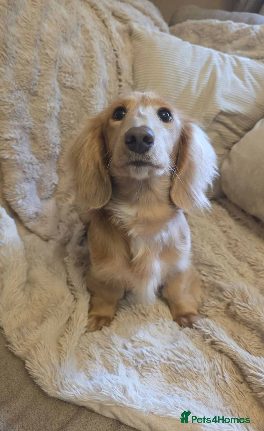 Miniature Dachshund dogs for sale: Miniature dachshund male - Advert 1