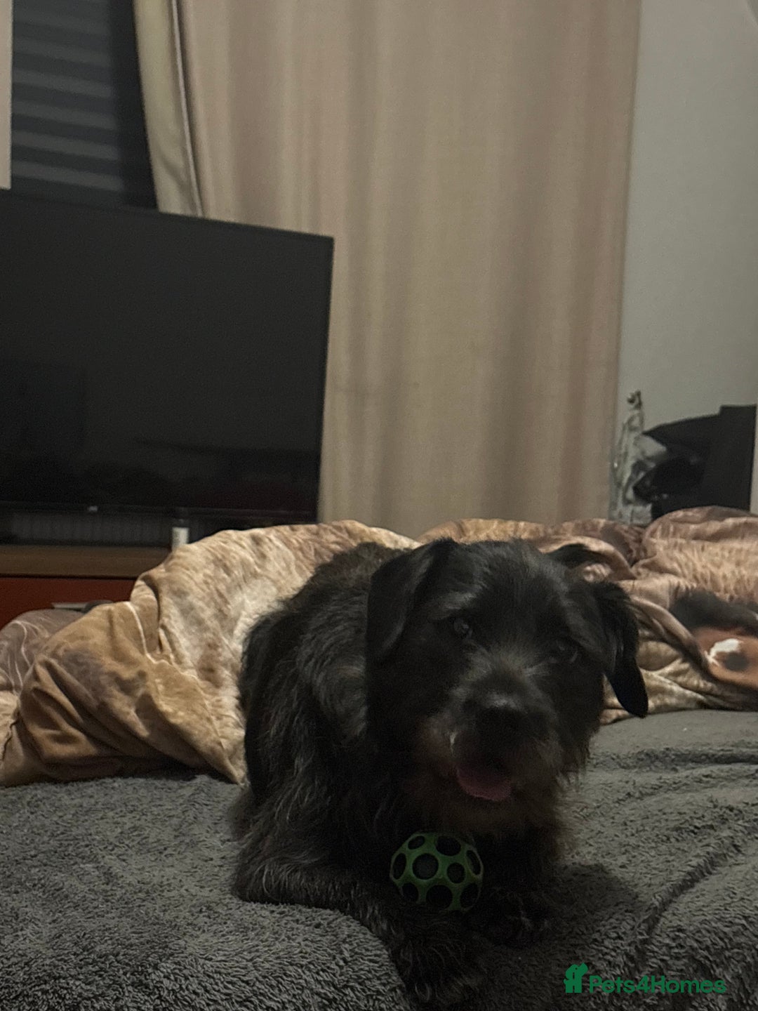 Mixed Breed dogs for sale: Mowgli/Mogi - Advert 8