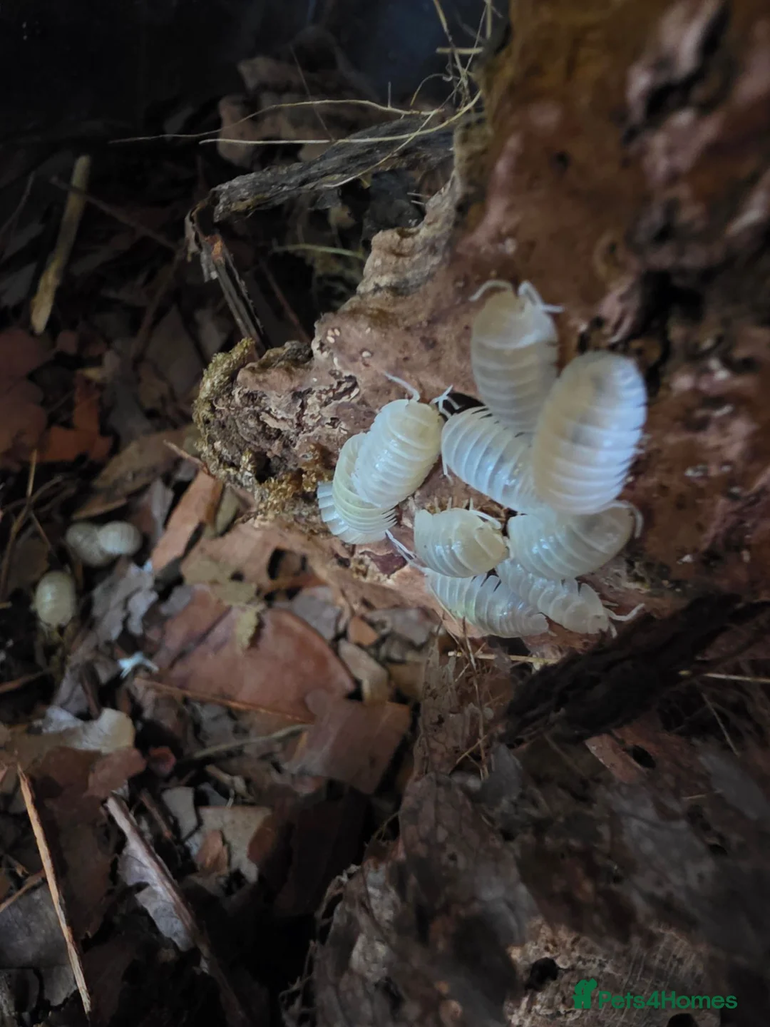 Isopods invertebrates for sale: Armadillidium sp MAGIC POTIONS - Advert 2