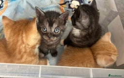 British Shorthair cats for sale: British Shorthair Cross Kittens  - Image 8