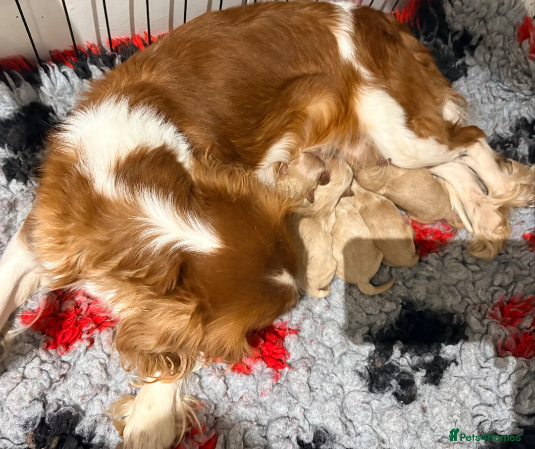 Cavapoo dogs for sale: Yellow collor available- ready to leave  - Advert 2