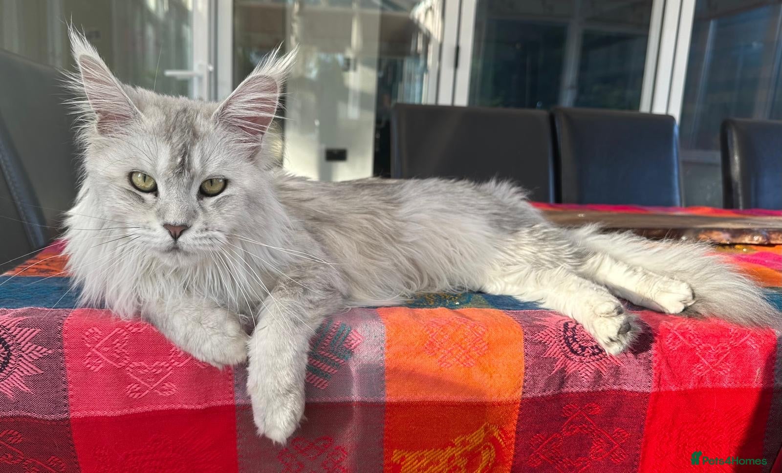 Maine Coon cats ✨ TICA Registered Maine Coon Boys ✨ - Advert 1