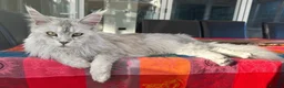 Maine Coon cats for sale: ✨ TICA Registered Maine Coon Boys ✨ - Advert 1