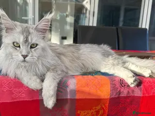 Maine Coon cats ✨ TICA Registered Maine Coon Boys ✨ - Advert 1