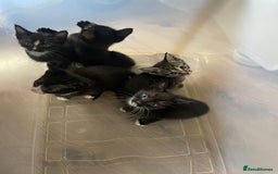 Siamese cats for sale: Siamese mix ragamuffin kittens  - Image 1