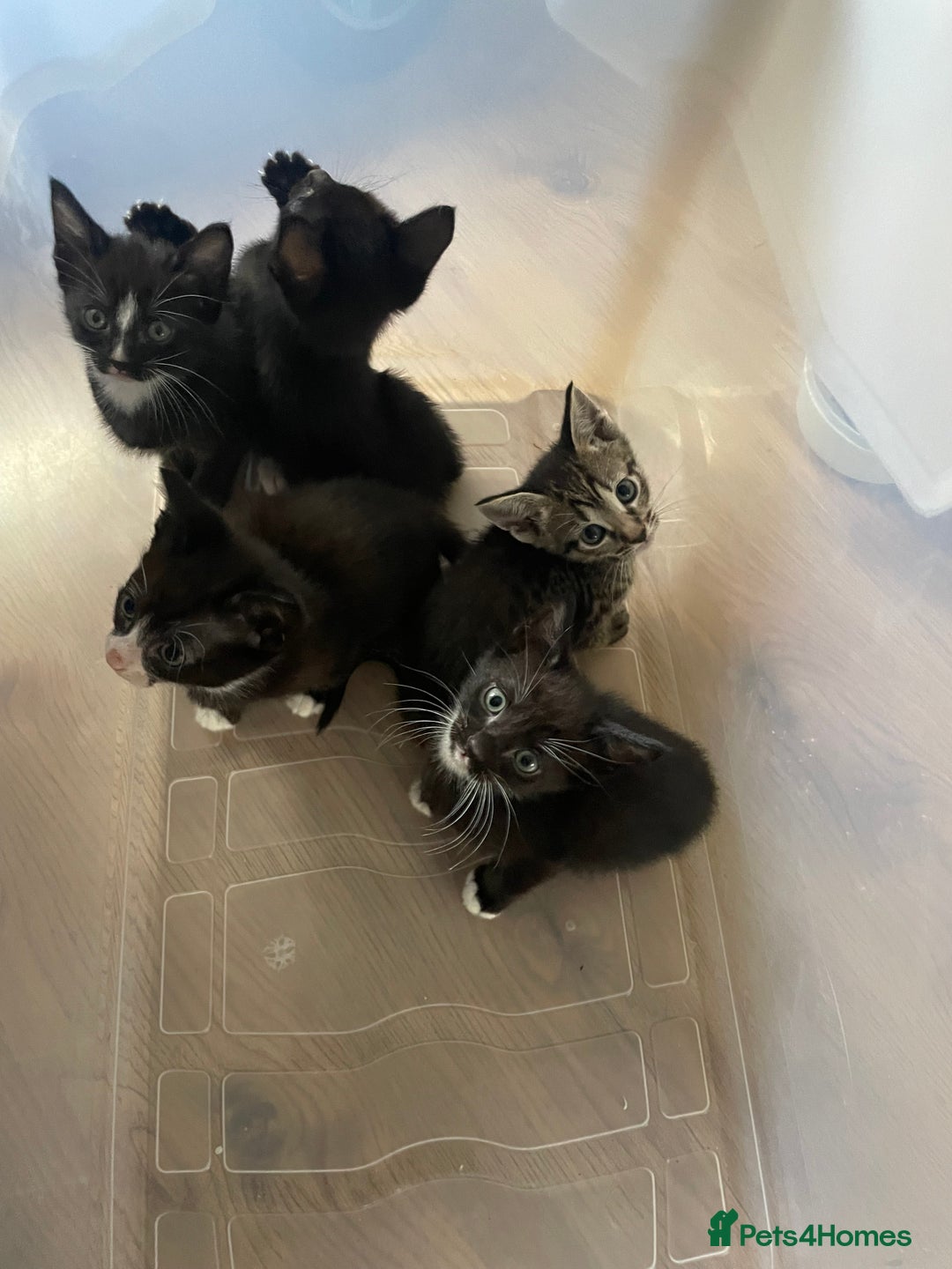 Siamese cats for sale: Siamese mix ragamuffin kittens  - Image 1