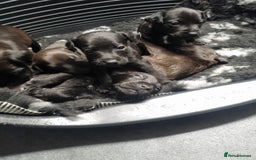 Patterdale Terrier dogs for sale: PATTERDALE PUPS FOR SALE (Nutall lines) - Image 27