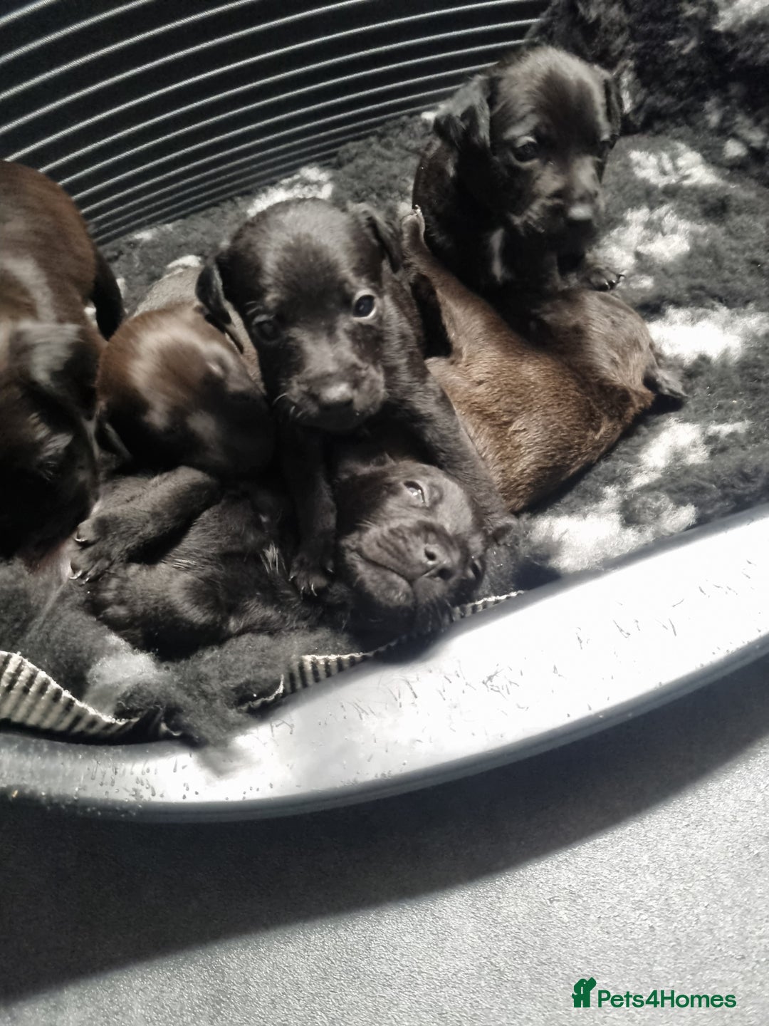Patterdale Terrier dogs for sale: PATTERDALE PUPS FOR SALE (Nutall lines) - Image 27
