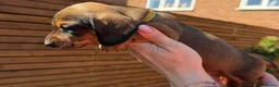 Miniature Dachshund dogs for sale: KC registered Miniature dachshunds red&shaded red - Advert 10