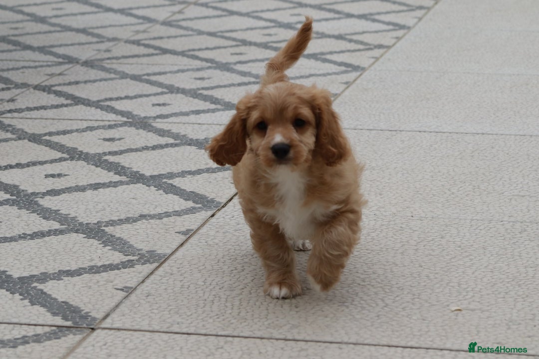 Cavapoo dogs for sale: F1 Cavapoo puppies for sale - Image 19