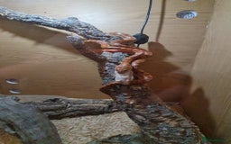 Corn Snake reptiles for sale: FREE corn snake and vivarium! - Advert 3