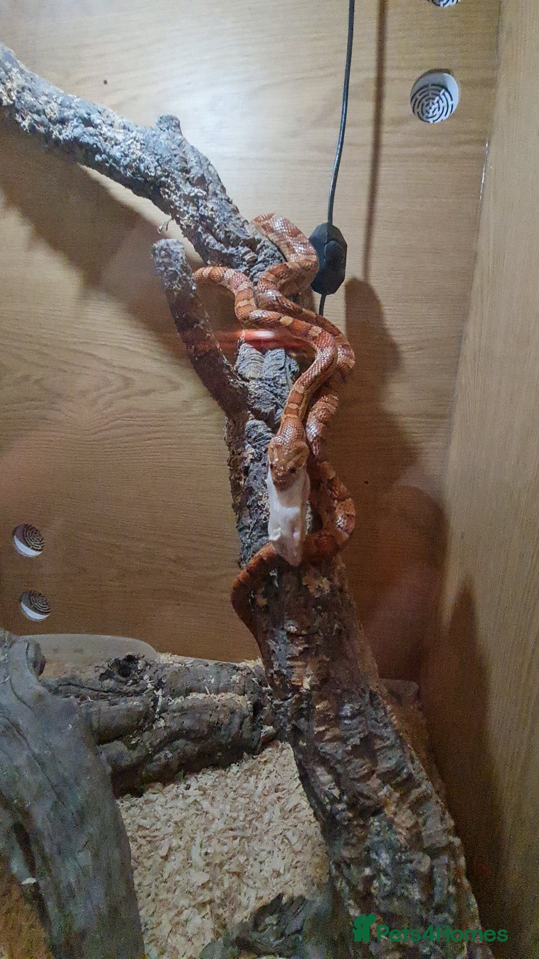Corn Snake reptiles for sale: FREE corn snake and vivarium! - Advert 3