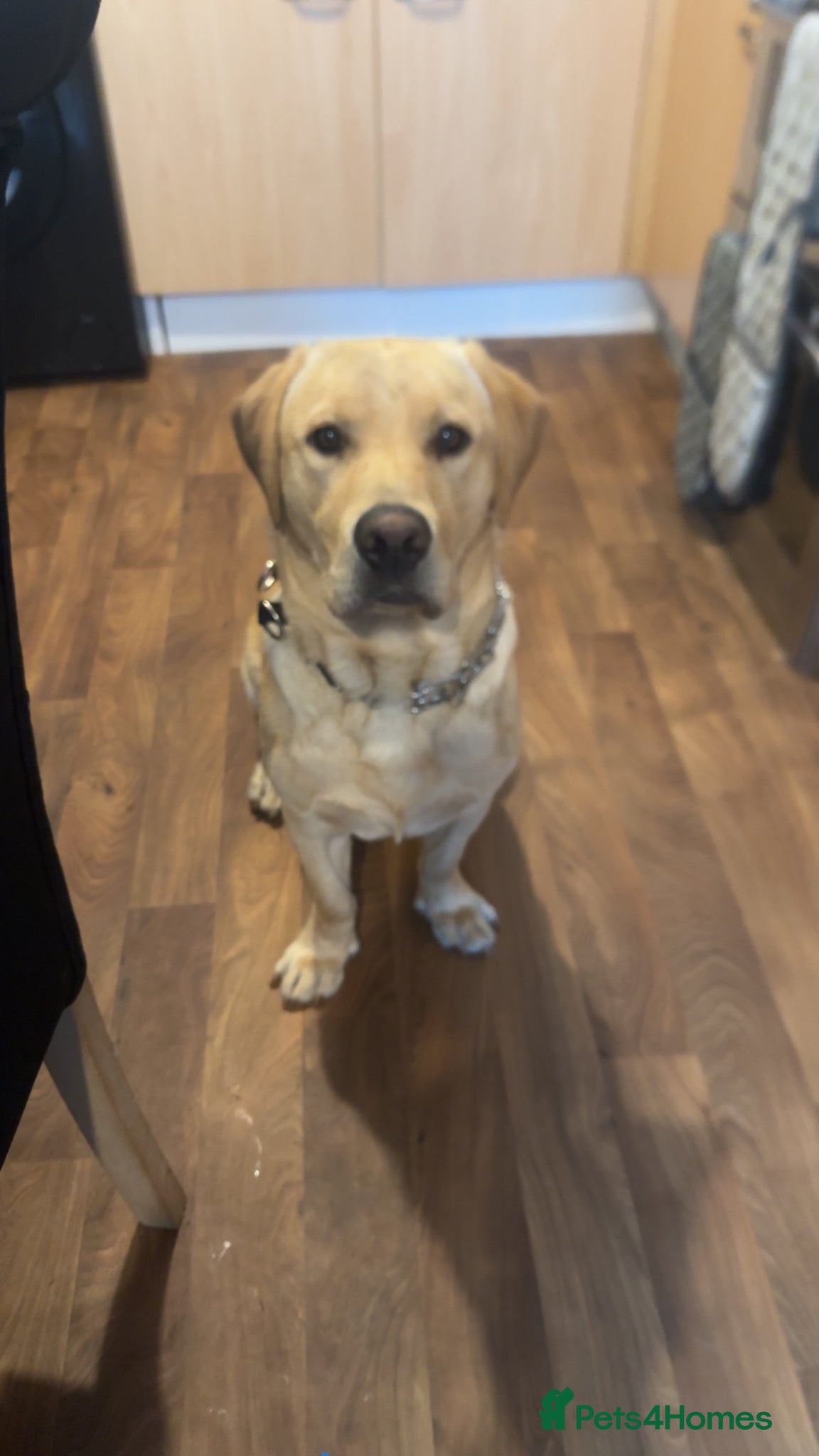 Labrador Retriever dogs Male for stud  - Advert 1
