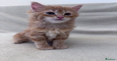 Mixed Breed cats - Advert 6