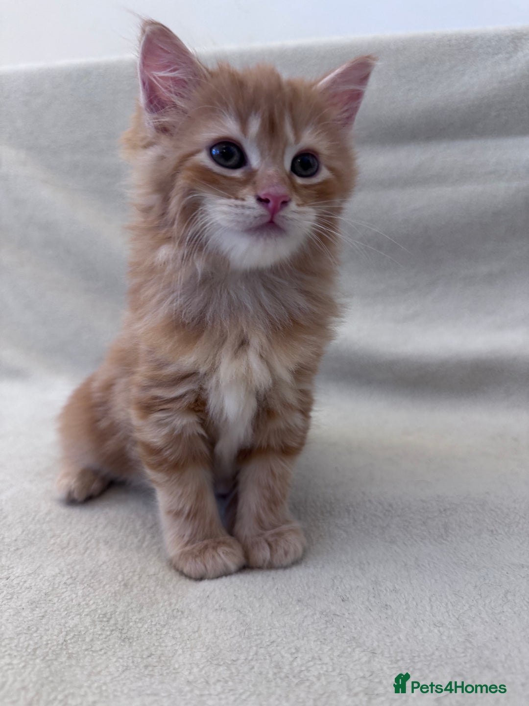 Mixed Breed cats for sale: Cute kittens looking for nice home  - Image 2