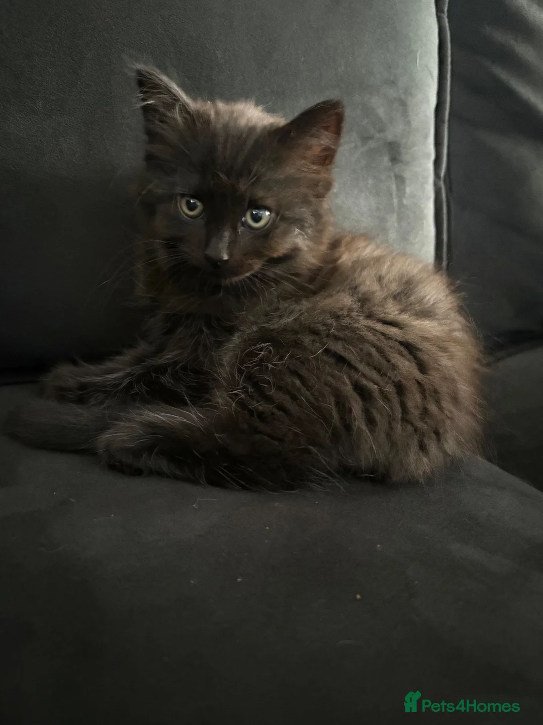 Mixed Breed cats for sale: Beautiful Baby Kittens for Sale - Advert 5
