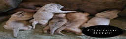 Mixed Breed dogs for sale: Chunky Silver Daniff Pups-Exceptional Temperament in Insch - Advert 4