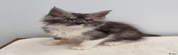 Maine Coon cats for sale: Registered Pedigree Maine Coon Kittens for sale  - Advert 20