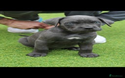 Cane Corso dogs for sale: BEAUTIFUL BLUE CANE CORSO GIRLS - Image 1