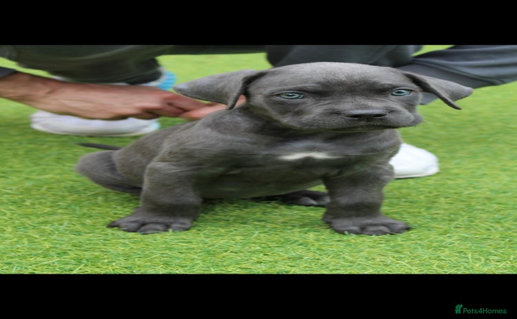 Cane Corso dogs - Advert 4