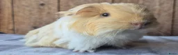 Guinea Pig rodents for sale: Sheltie and texel boars  - Advert 2